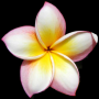 frangipani.png