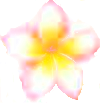 Frangipani Flowers - plumeria alba