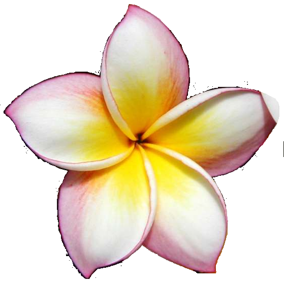 Frangipani Flowers - plumeria alba
